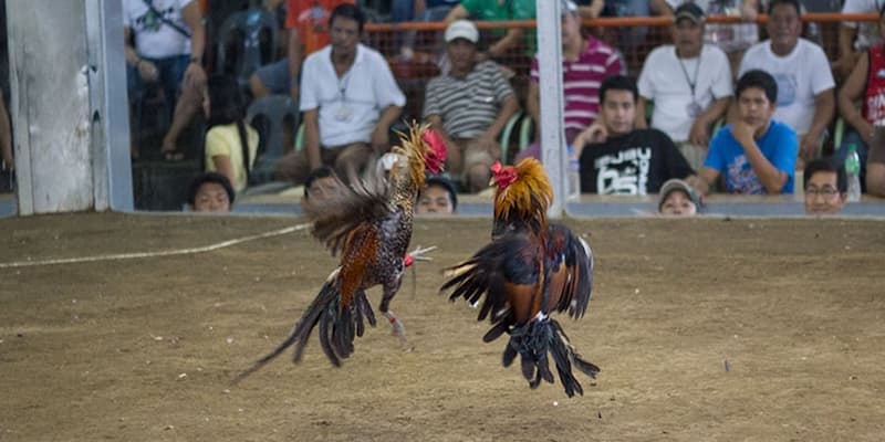 Nguyên nhân khiến khách hàng yêu thích bộ môn chọi gà cựa dao