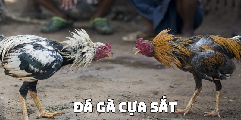 Đá gà cựa sắt