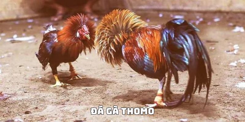 Đá gà Thomo